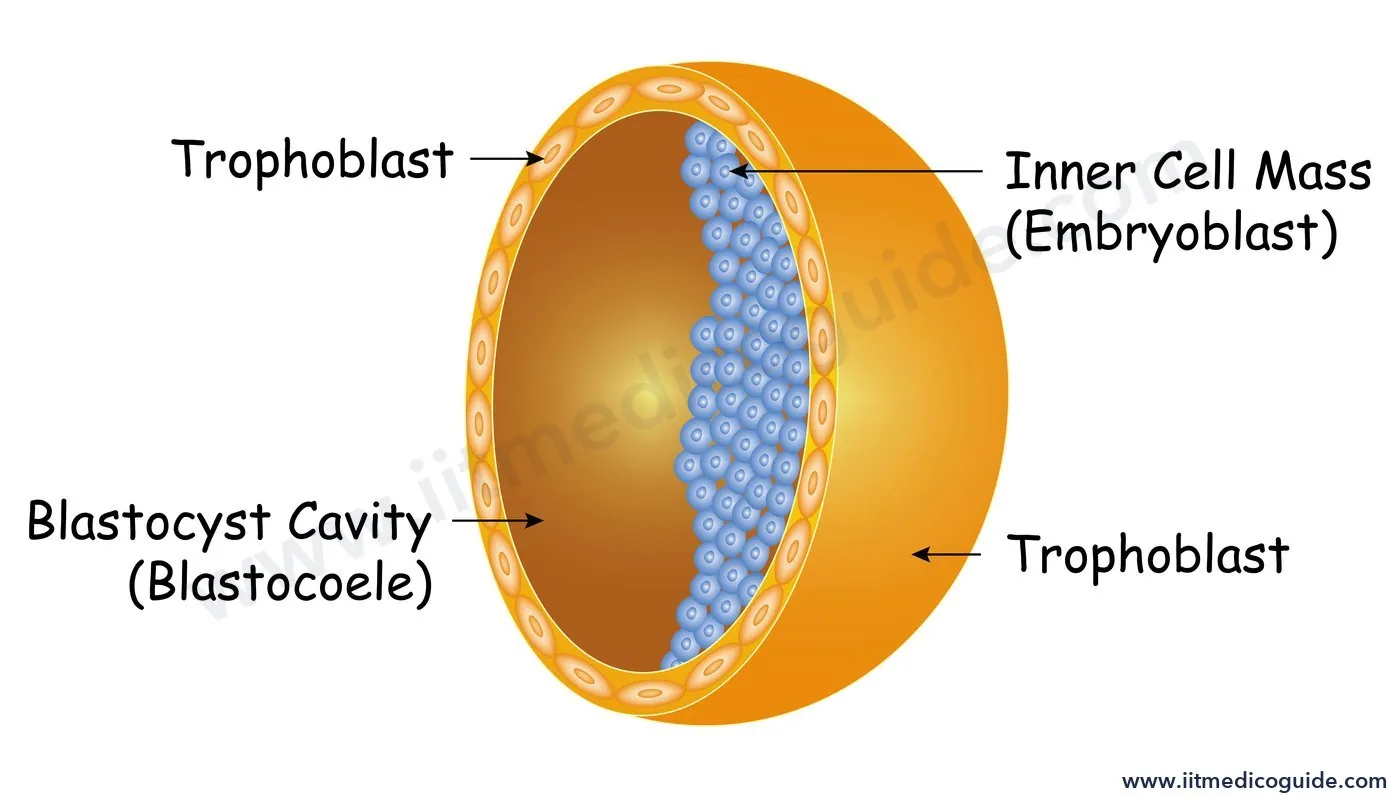 Labelled diagram of a blastocyst showing the trophoblast, inner cell mass (embryoblast) and blastocyst cavity (blastocoele)