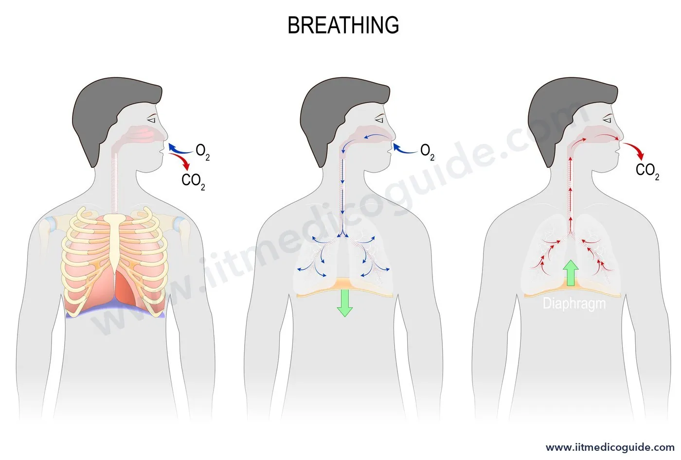 Diagram of inspiration and expiration showing the diaphragm moving down when air is drawn in and up when air is pushed out