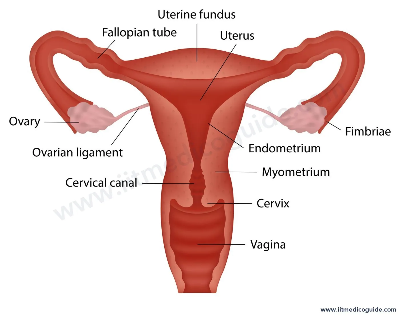Labelled diagram of the female reproductive system showing ovaries, ovarian ligament, fallopian tubes with fimbriae, uterus, uterine fundus, endometrium, myometrium, cervix, cervical canal and vagina