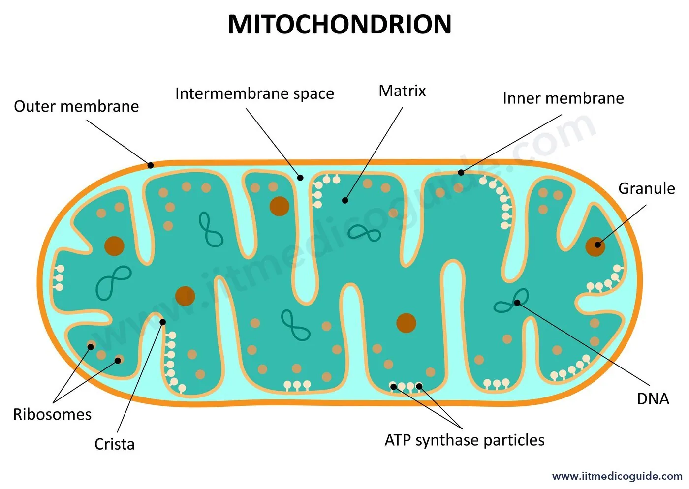 Labelled diagram of a mitochondrion showing outer membrane, inner membrane, cristae, intermembrane space, matrix, DNA, ribosomes and ATP synthase particles