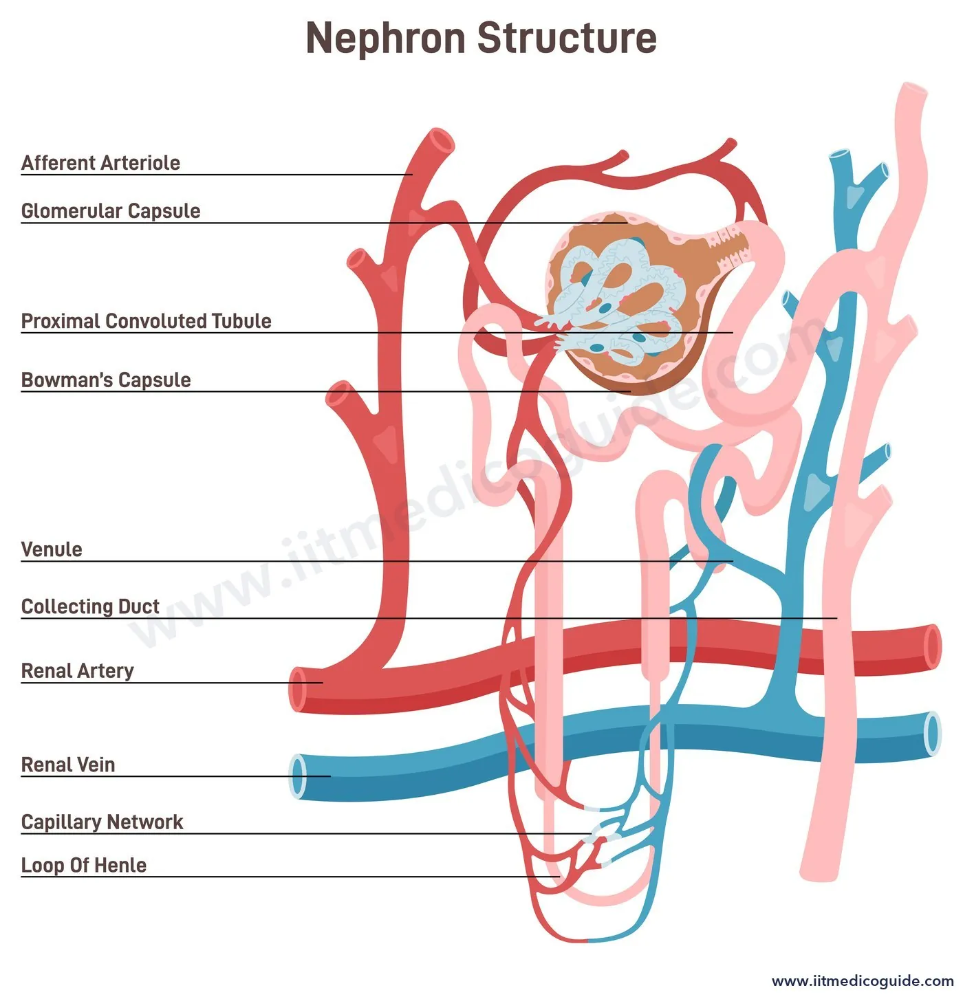 Labelled diagram of a nephron with its blood supply showing afferent arteriole, Bowman's capsule, proximal convoluted tubule, loop of Henle, collecting duct, capillary network, renal artery and renal vein