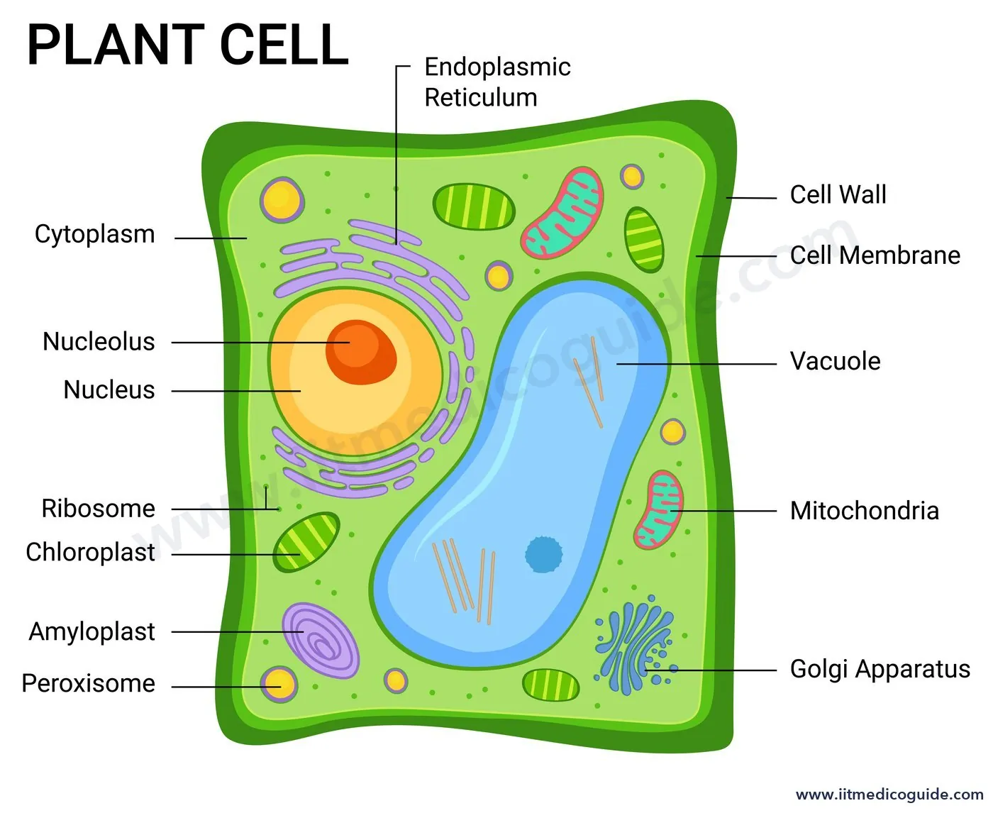 Labelled diagram of a plant cell showing cell wall, cell membrane, nucleus, nucleolus, endoplasmic reticulum, chloroplast, amyloplast, vacuole, mitochondria, Golgi apparatus, ribosome and peroxisome