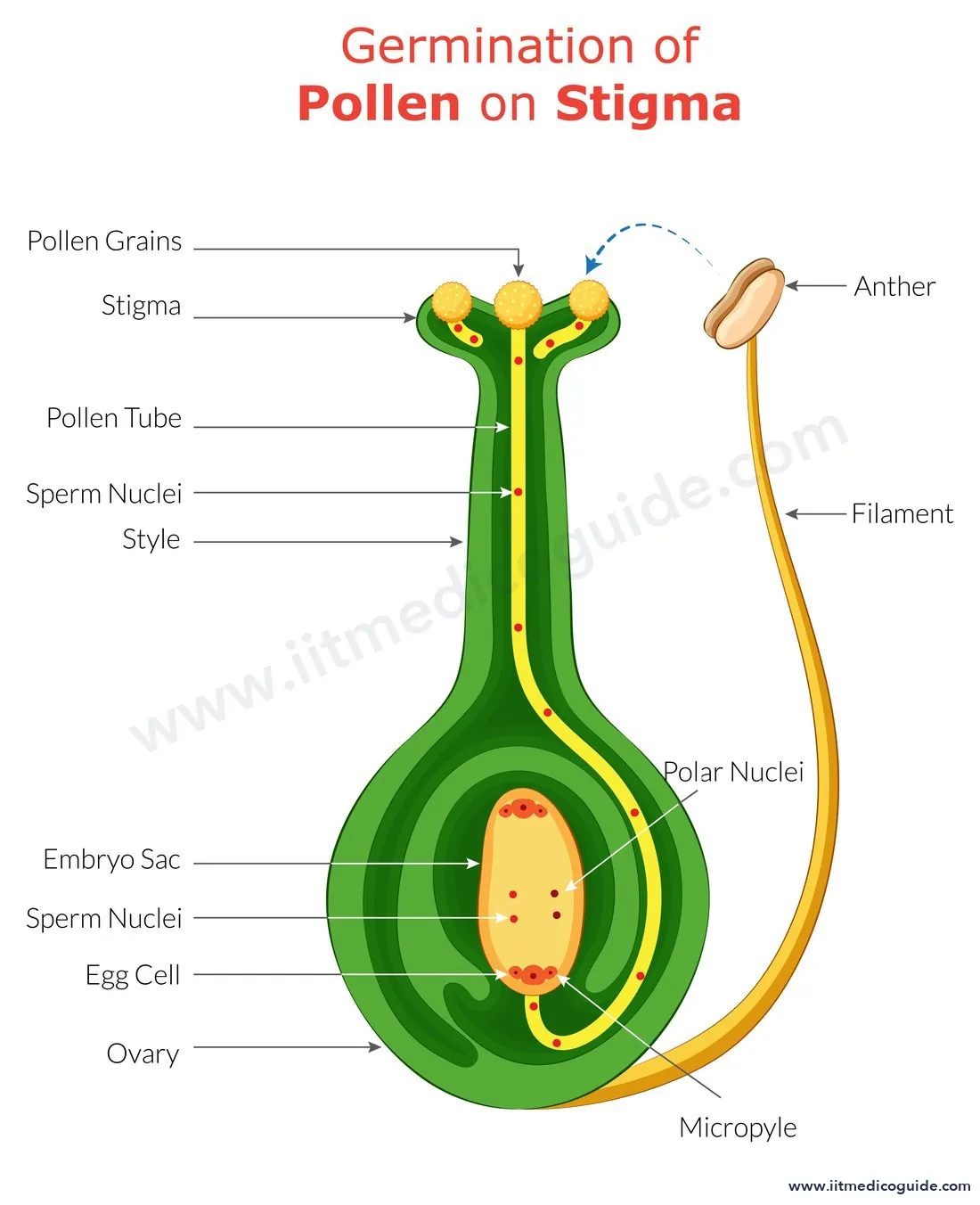Labelled diagram of a pollen grain germinating on the stigma, with the pollen tube growing through the style into the ovule and embryo sac, showing egg cell, polar nuclei, male gametes and micropyle