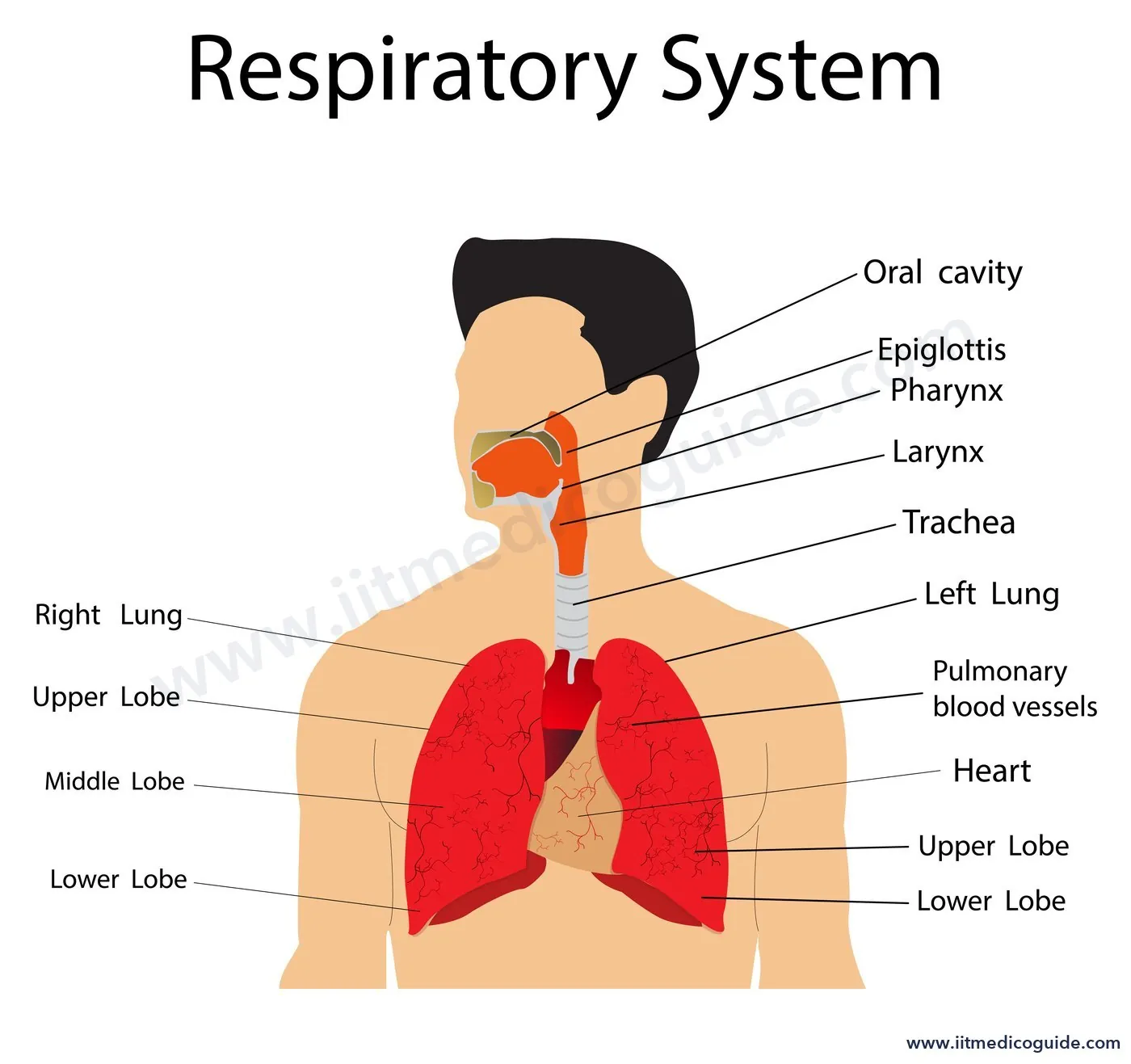 Labelled diagram of the human respiratory system showing oral cavity, pharynx, epiglottis, larynx, trachea, lungs with their lobes, pulmonary blood vessels and heart
