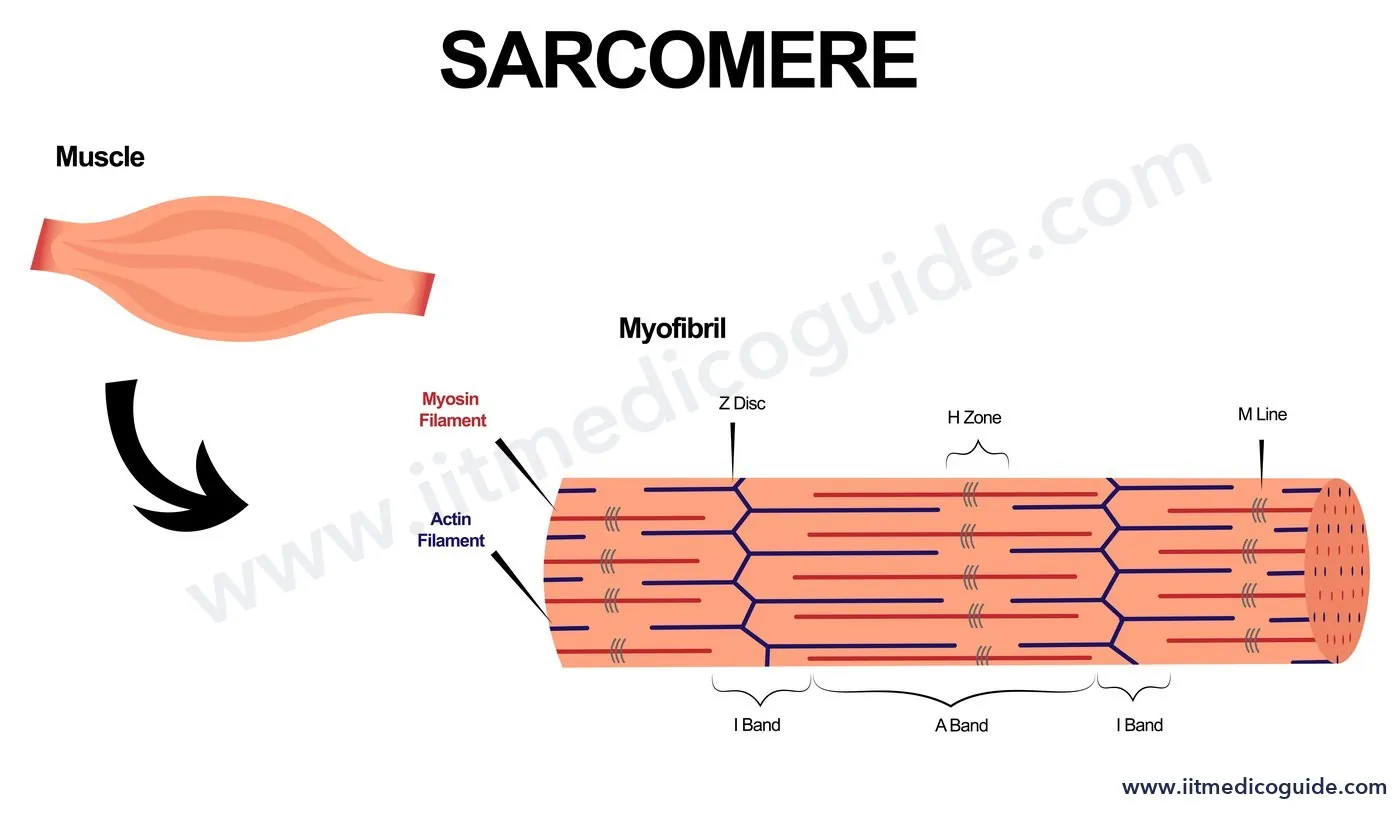 Labelled diagram of a sarcomere in a myofibril showing actin and myosin filaments, Z disc, M line, H zone, A band and I bands