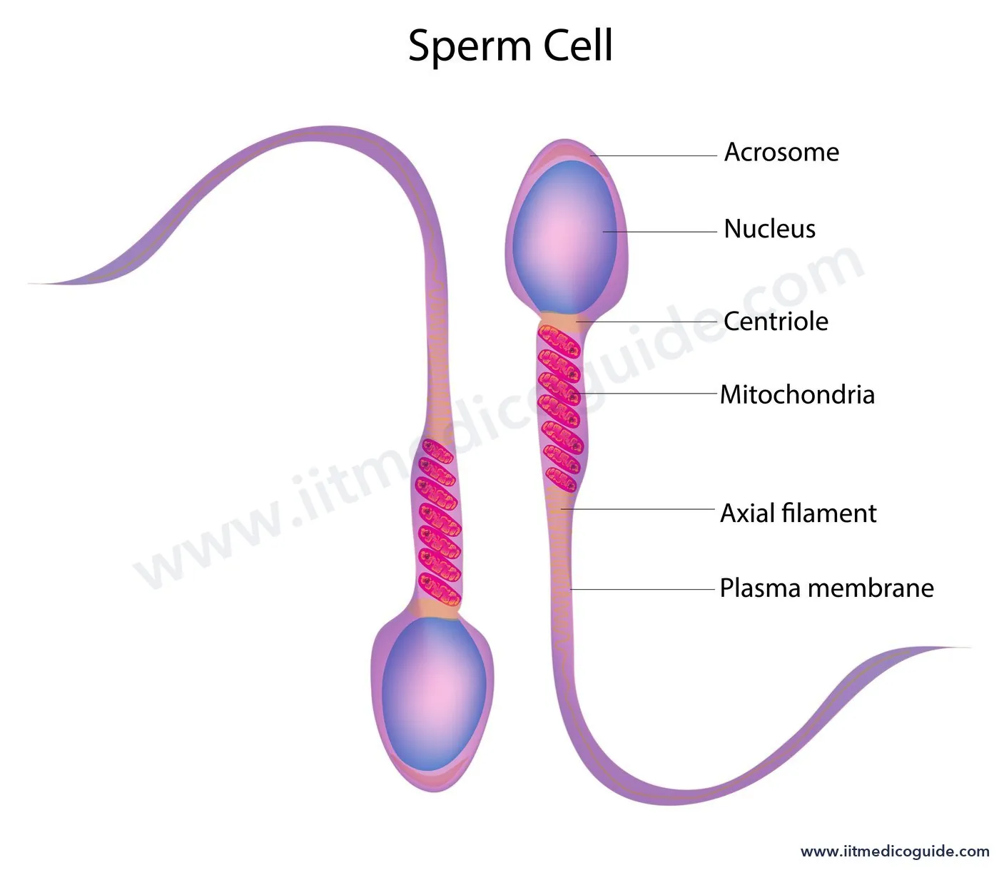 Labelled diagram of a human sperm showing acrosome, nucleus, centriole, mitochondria in the middle piece, axial filament and plasma membrane